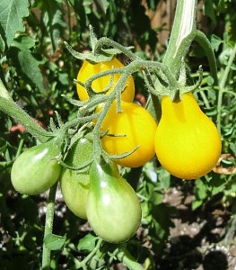 YellowGrapeTomatoesAug2011 Yellow Grape Tomatoes from my garden