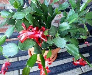 ChristmasCactus Christmas cactus gift