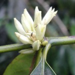 Coffee Bloom on the Tree