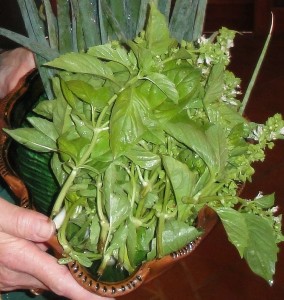 BasilBunch2011 Grow Your Own Herbs